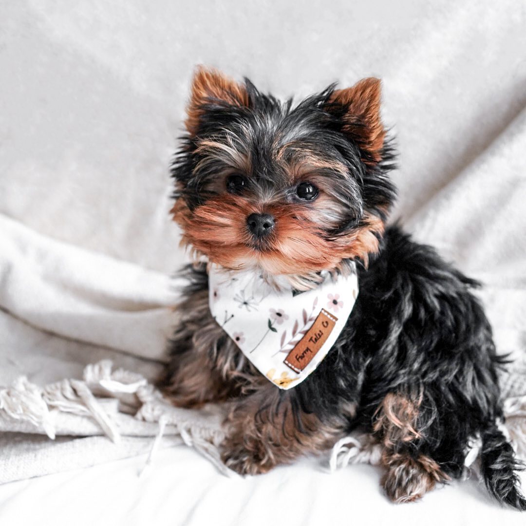 Yuzu - Yorkshire Terrier Puppy
